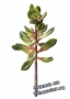 Kalanchoe - Искусственное растение, высота 20 см