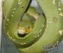 Питон зеленый о. Биак (Morelia (Chondropython) viridis Biak), самка